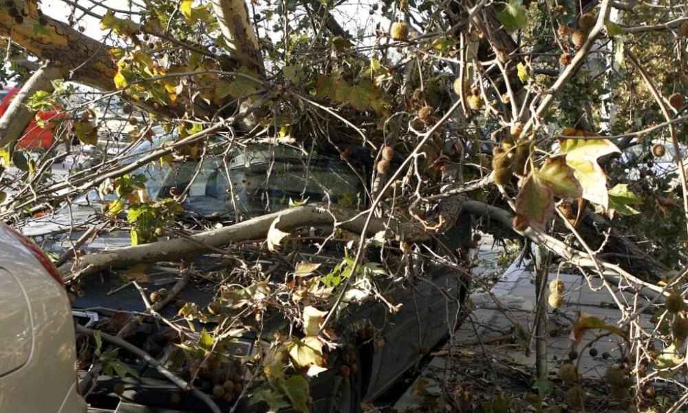 Θεσσαλονίκη: Περισσότερες από 15 κλήσεις για κοπές δέντρων